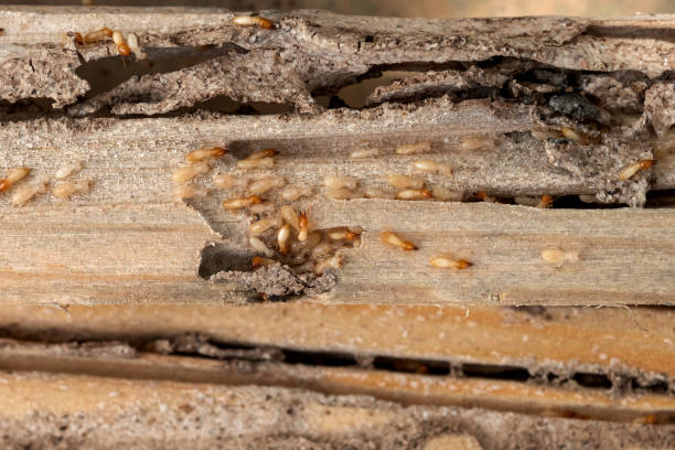 Wildlife Control Services in St Charles, MO